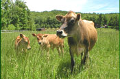 cow-&-calves175.jpg