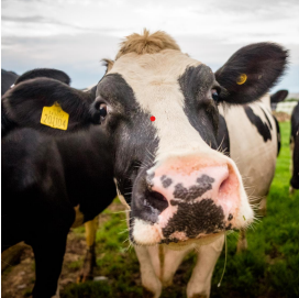 Dairy Cow - from Fern Baker Student Forum Poster.png