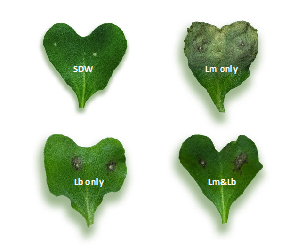 Fig 2 Lesions on cotyledons.png