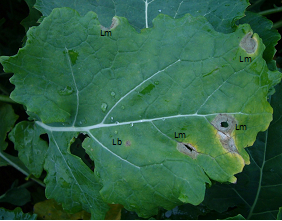 Figure 1. Phoma Leaf Spots.png